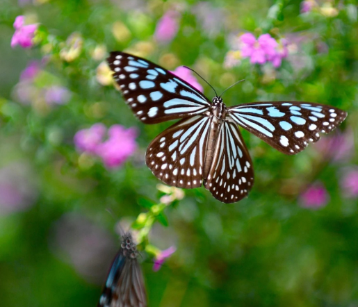 Papillon au musée des insectes de Minoo