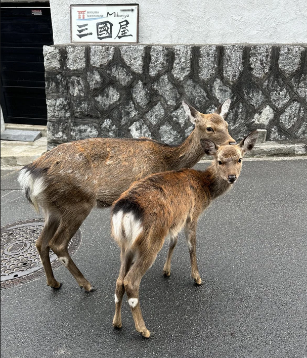 Cerfs sika à Miyajima