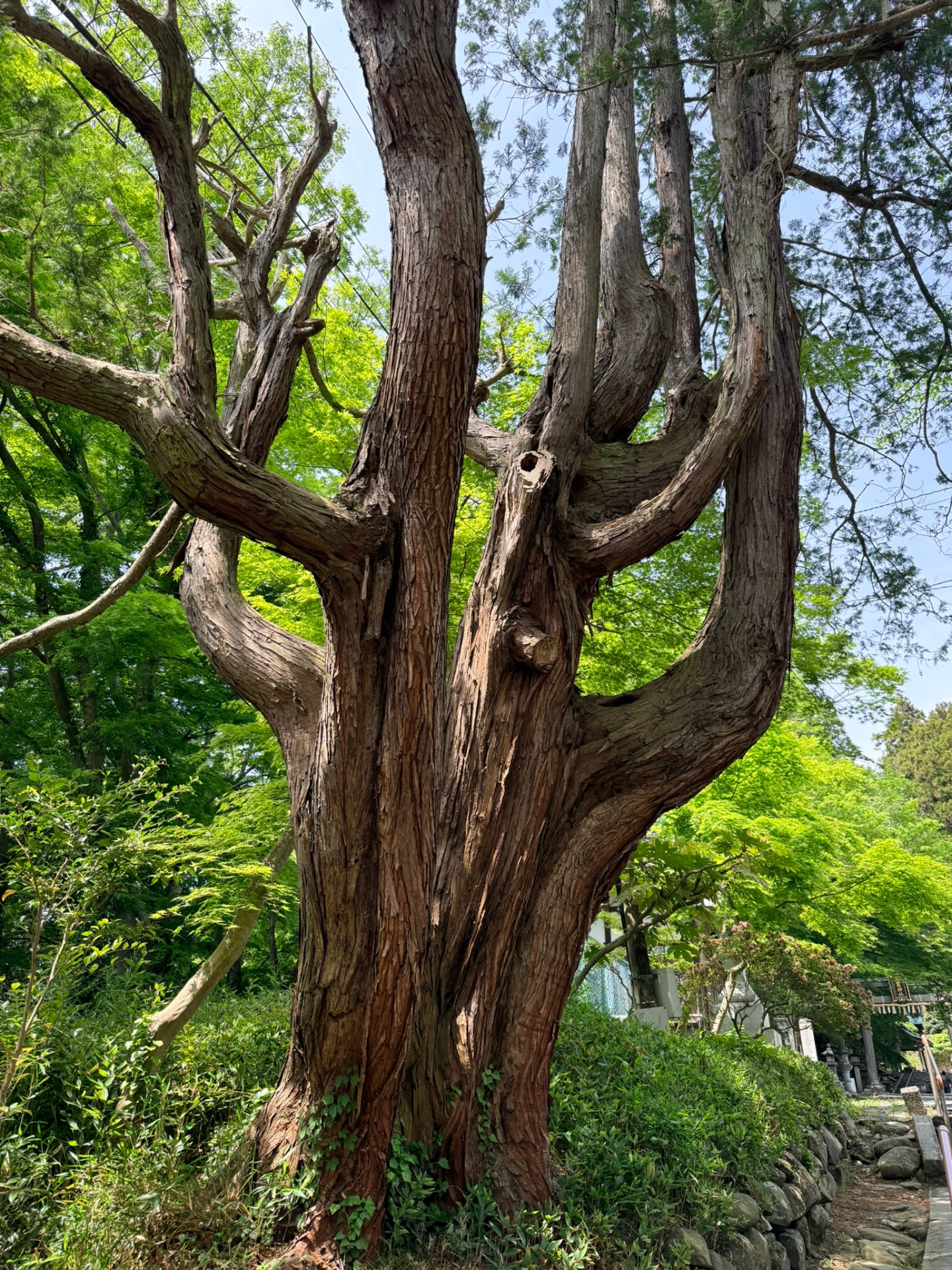 Abord du Shiogama-jinja