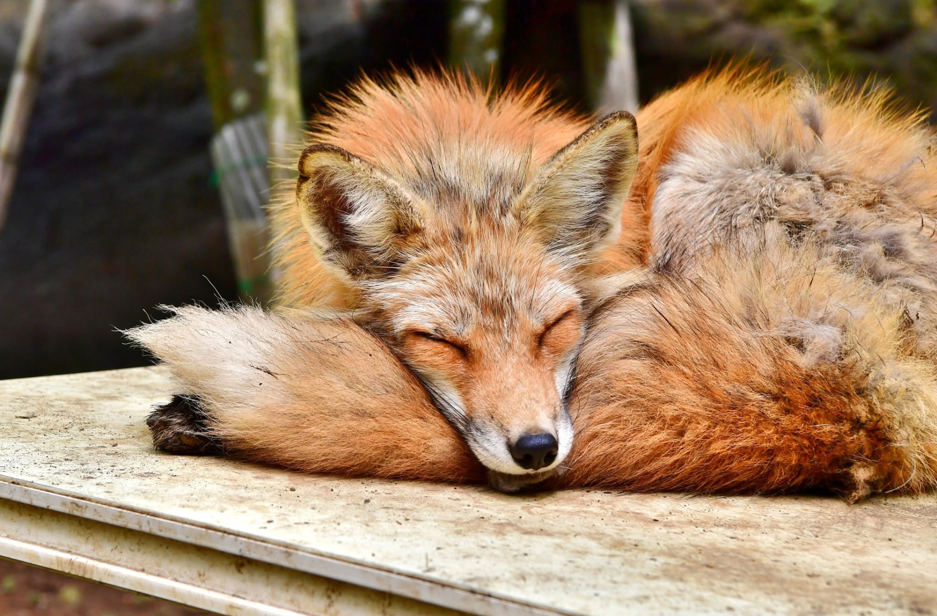 Zao Fox Village