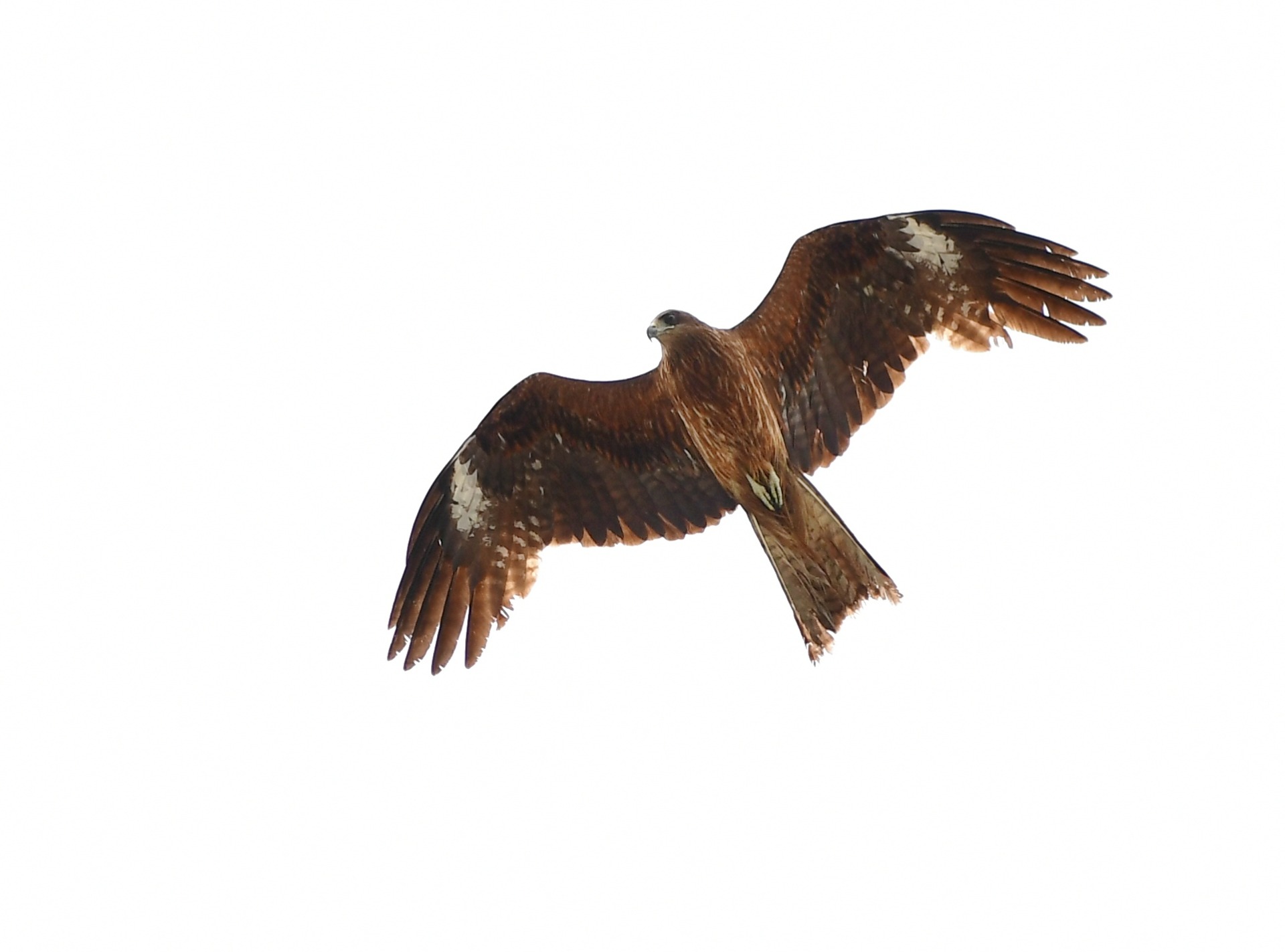 Rapace à Kamakura