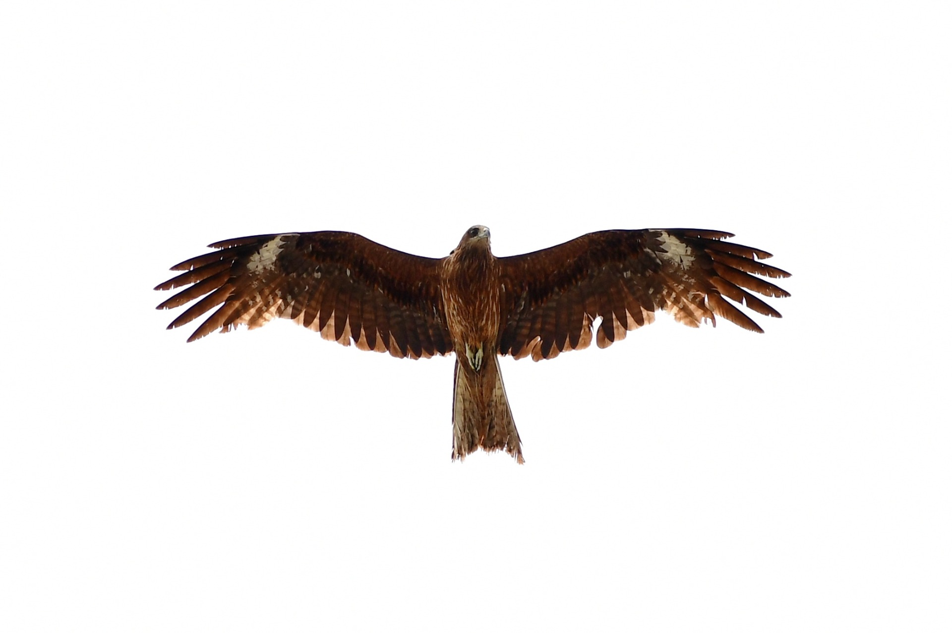 Rapace à Kamakura