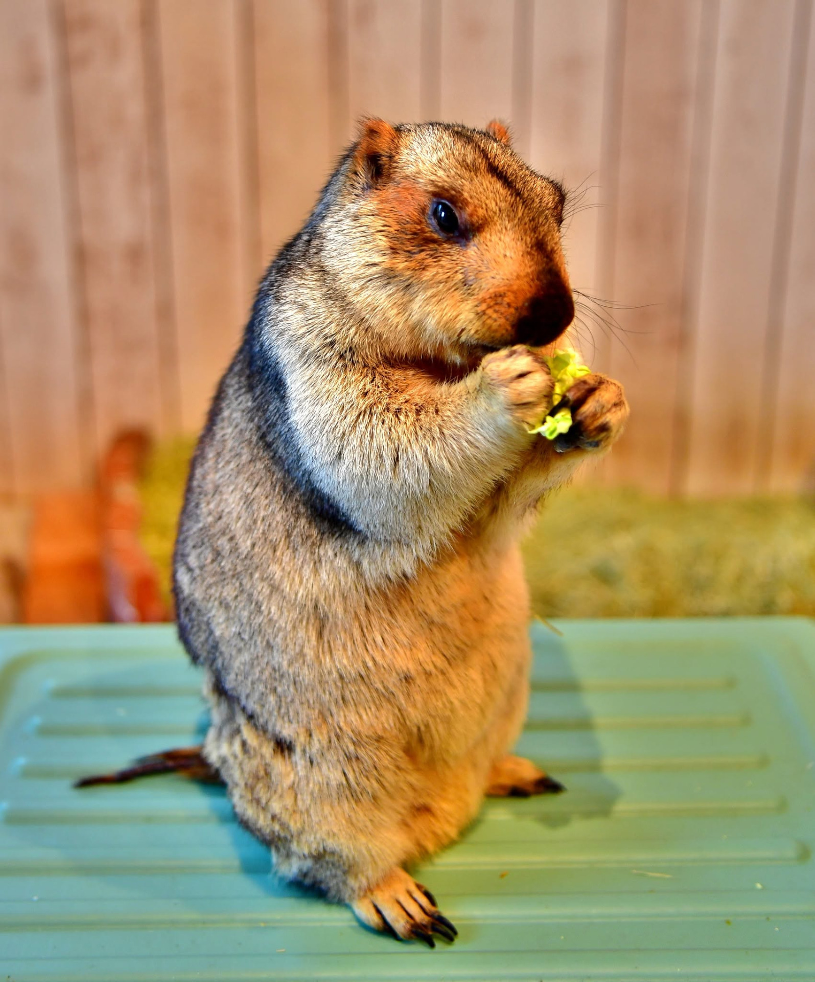 Marmot Village