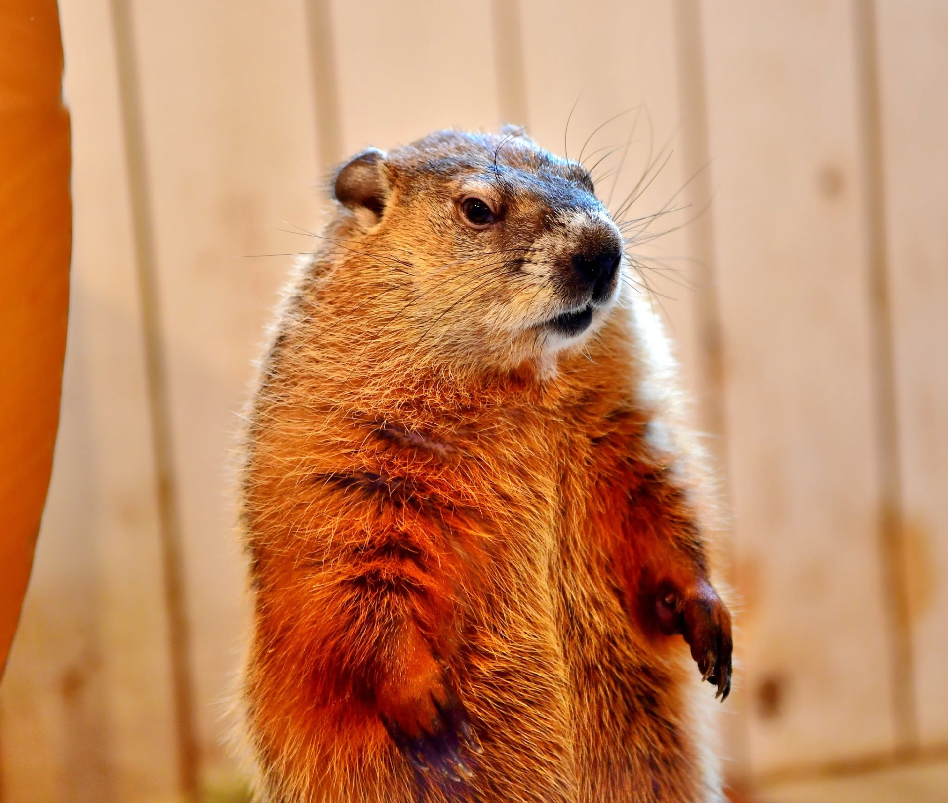 Marmot Village