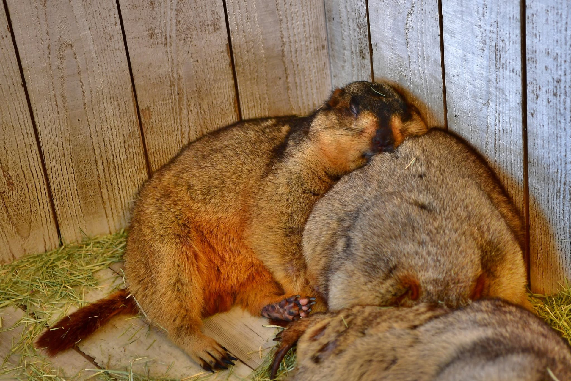 Marmot Village