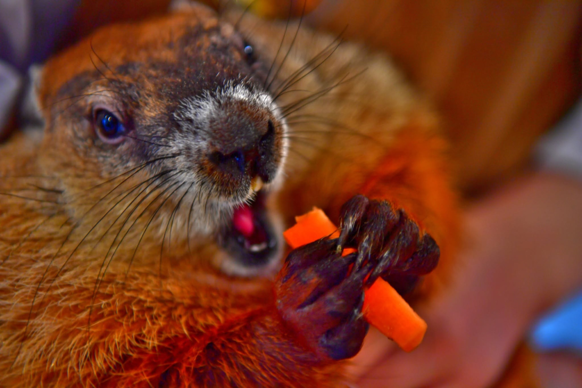 Marmot Village