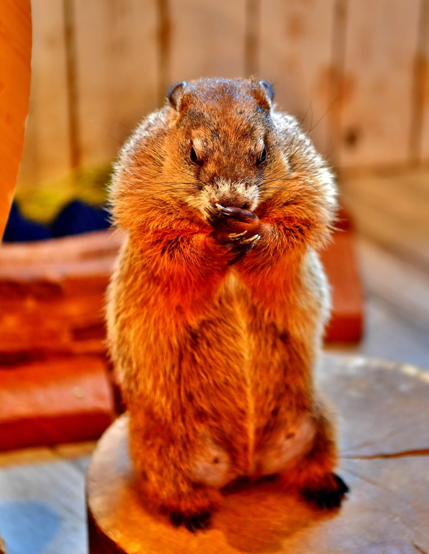 Marmot Village